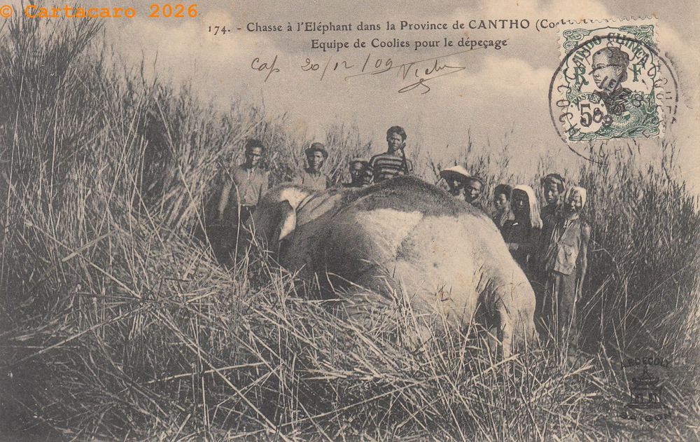 Cochinchine - Cantho Chasse à l'éléphant - Equipe de coolies pour le dépeçage Decoly 174 @4228 #6819