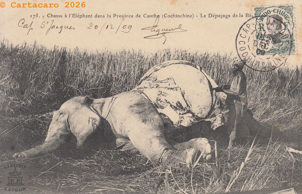 Cochinchine - Cantho Chasse à l'éléphant, le dépeçage de la bête Decoly 175 @4229 #6820