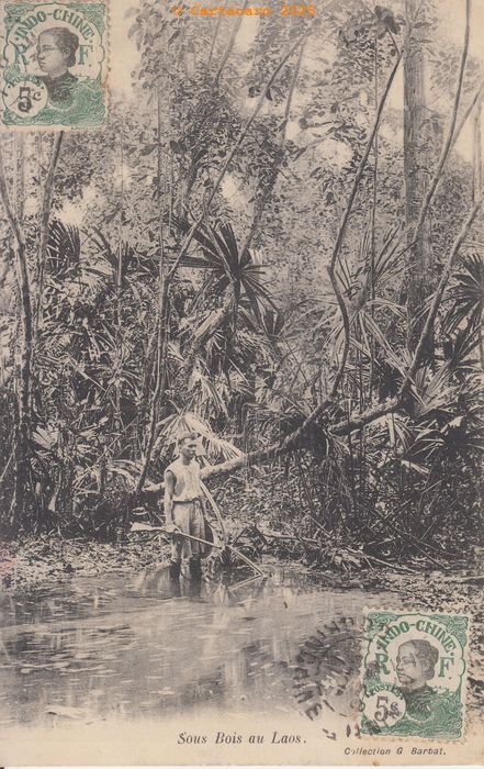 Laos - Sous bois au Laos - Barbat @11053 #5351