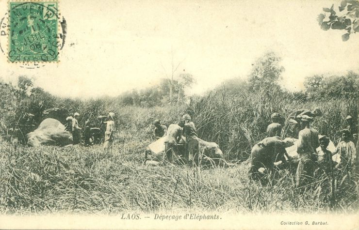 Laos - Dépeçage d'éléphant Collection G. Barbat #5463
