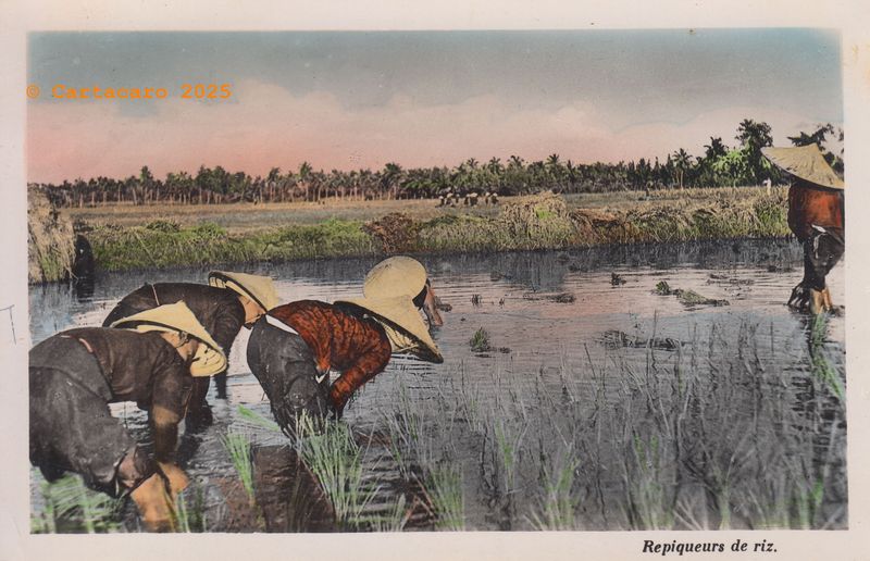 Vietnam Repiquage du riz Nam Phat 155 @M4xx7 #5694