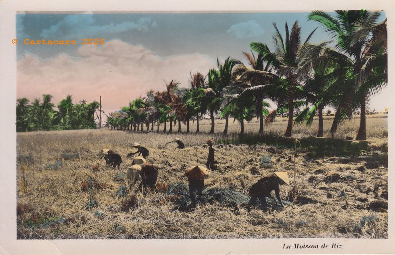 Vietnam Moisson du riz Nam Phat 163 @M4xx6 #5695