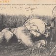 Cochinchine - Cantho Chasse à l'éléphant, le (…)