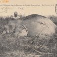 Cochinchine - Cantho Chasse à l'éléphant (…)