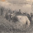 Cochinchine - Cantho Chasse à l'éléphant - (…)