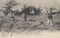 Tonkin 1908 Après l'exécution les bourreaux jettent les têtes en l'air 6 (…)