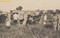 Tonkin 1908 Après l'exécution l'enlèvement des cercueils, à droite la (…)