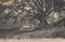 Tonkin - Cai Kinh Grand Banian Dieulefils rouge 690 - @165 130